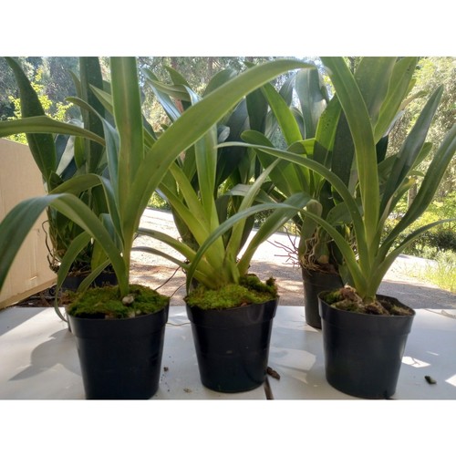 Phragmipedium noid flowering - noid,