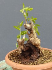 Bonsaï olivier 25 x 15 cm