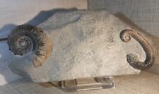 Unique! Deux Ammonites déroulées de l'Aptien d'Australie, 19,5x9x5,5cm
