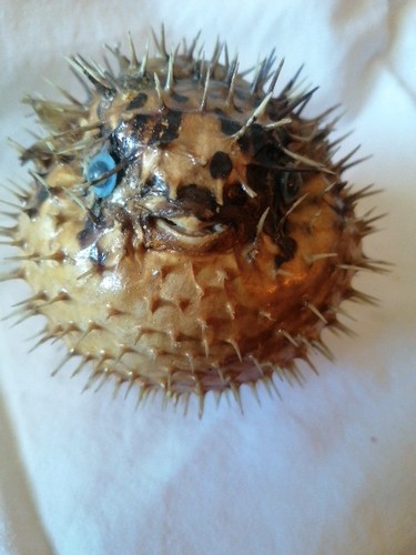 Poisson globe naturalisé - , (c8)