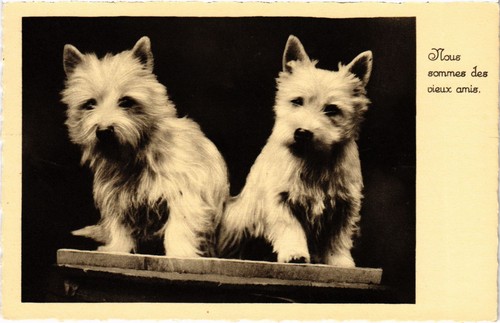 Cpa westies dogs - ak, (1505392)