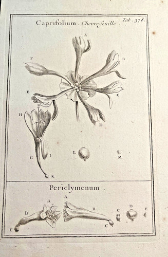 Gravure botanique pitton - gravure,
