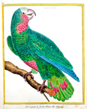 gravure ancienne (18e)