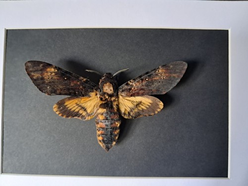 Papillon sphinx tête mort - tête, de