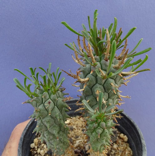 Euphorbia schoenlandii - schoenlandii, 15