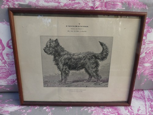 Chien berger brie - chien, de