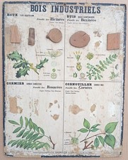 ✶RARE✶ Très ancienne affiche scolaire Deyrolle (Monnaie) 1860 - Bois houx