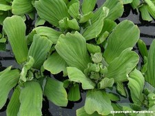 Pistias stratiotes (laitue d'eau) bassin/aquarium