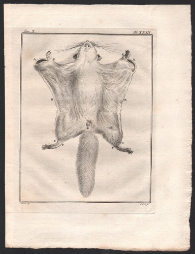 1802 belle gravure écureuils - belle,