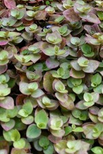 TradescantiaCallisia 'Repens'/