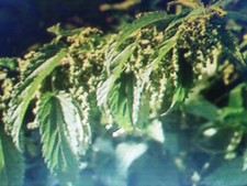 2000 Graines  de grande ortie