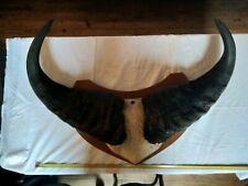 MASSACRE.TROPHEE DE CHASSE. CORNES DE BUFFLE.CABINET DE CURIOSITEES.