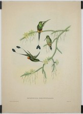 Spathura Solstitialis par John Gould XIX Affiche Originale Oiseau