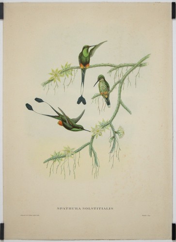 Spathura solstitialis par john - spathura,