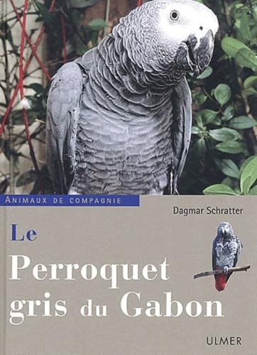 Perroquet gris gabon - perroquet,