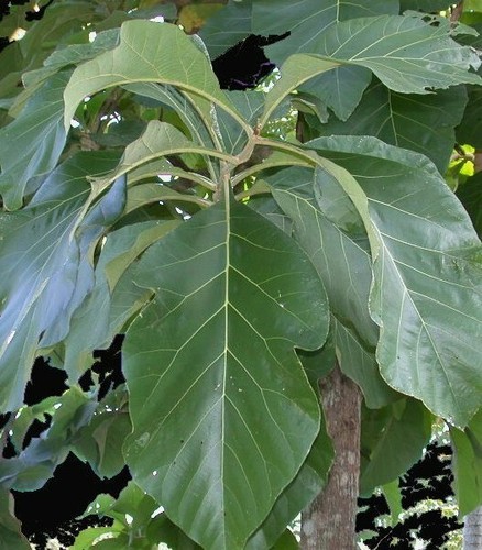 Teak leaves powder sri - teak,