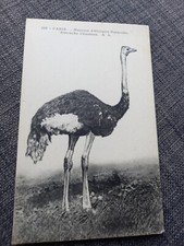 Cpa Paris museum histoire naturelle autruche chameau Édition Rosle