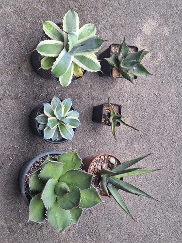 Set big agaves titanota - big,