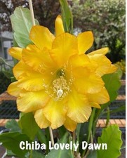Epiphyllum CHIBA LOVELY DAWN -