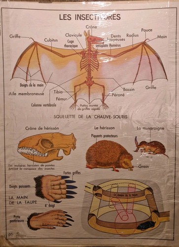 Ancienne affiche scolaire - ancienne,