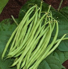 Lot De 40 Graines De Haricot