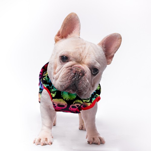 Pull pour chien petite - pull,
