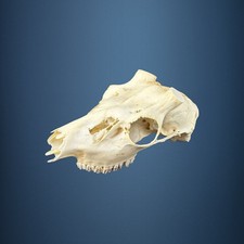 581KU Crane de cerf, bois de