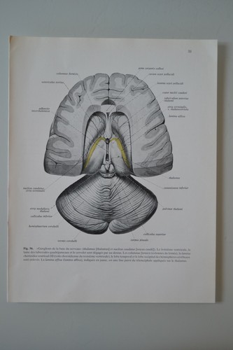 Planche anatomie humaine - d'anatomie,