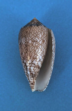 Conus archiepiscopus