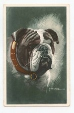 illustrateur signé . Portrait de chien . Le bouledogue .