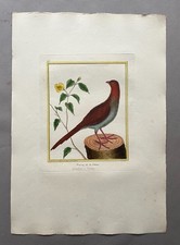 Faisan de la Guiane, gravure