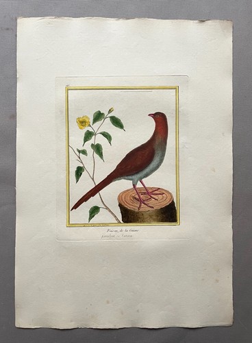 Faisan guiane gravure - la,