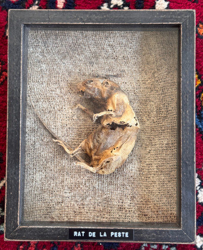 Taxidermie rat peste - taxidermie,