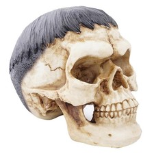 Résine Crâne Humain