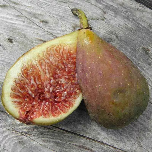 Ficus carica longue - carica, 'longue