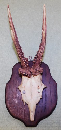 Ancien trophee chasse - trophee, de