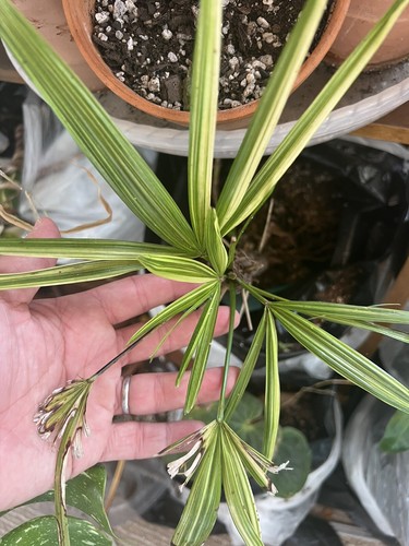 Rare japanese variegated - japanese,