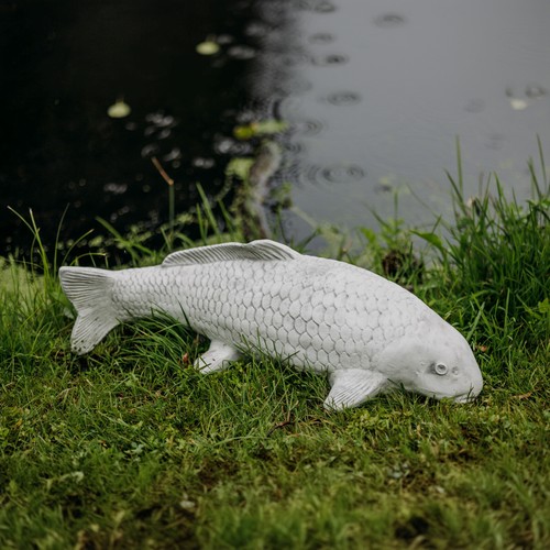 Koi poisson nishikigoi - poisson, carpe
