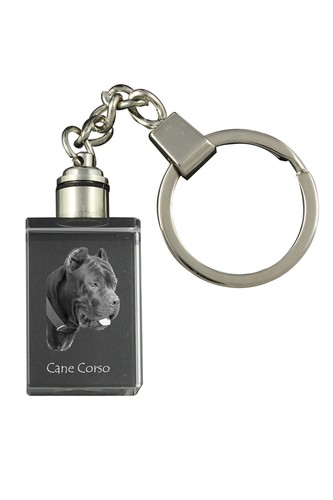 Cane corso italienischer - cane,