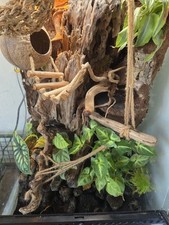 Terrarium reptile et Son Meuble