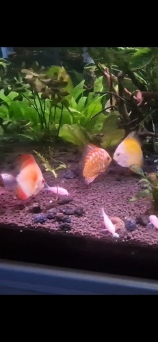 Aquarium complet 500l - aquarium,