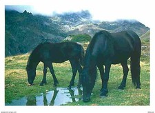 Animaux - Chevaux - Cheval de