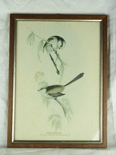 Lithographie encadrée aux serins (Serinus Flavescens) - J. Gould - 70s