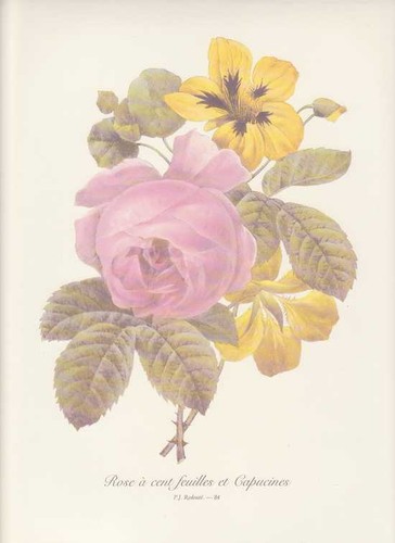 Rose roses capucines - rose,
