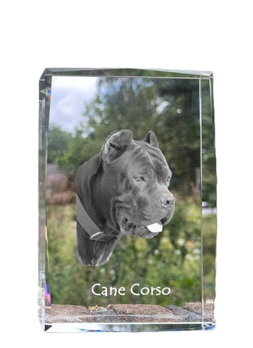 Cane corso chien - cane,