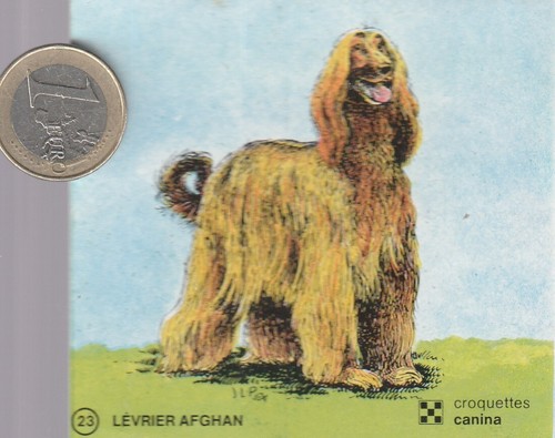 C44ani animaux chien - c44ani., animaux.