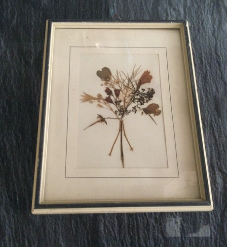 Tableau herbier ancien - tableau,