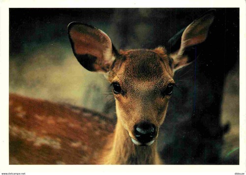 Carte postale animaux - -,
