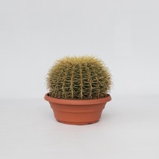 Cactus de Noël - Echinocactus