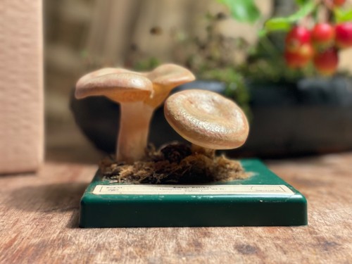 Vintage somso saffron milkcap - somso,